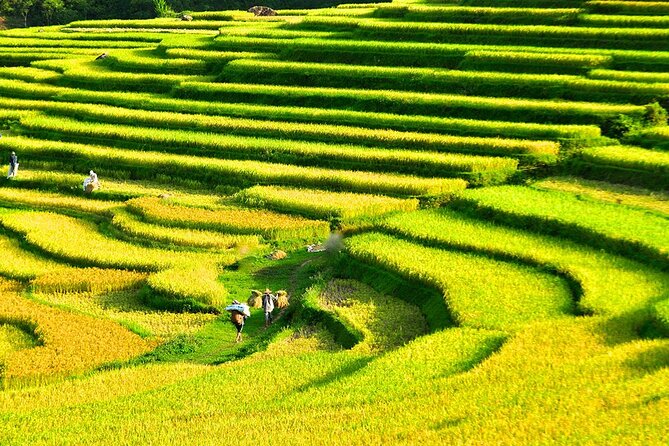 2 Days Pu Luong Offbeat Trekking Best for Mountain Lovers - The rice field loop and a herb lesson on the walk