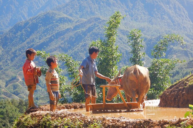 2D1N Buffalo trek by Hmong Sister House and Trekking - A Buffalo Trek That Centers on Family Life in Sapa