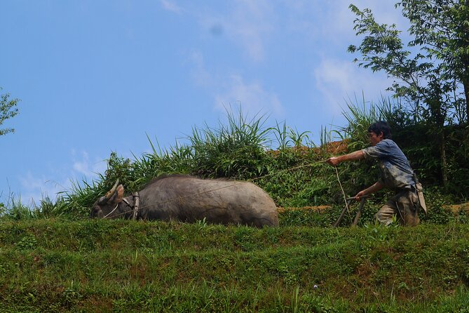 2D1N Buffalo trek by Hmong Sister House and Trekking - Price and Value: What $110 Buys in Sapa Trek Time