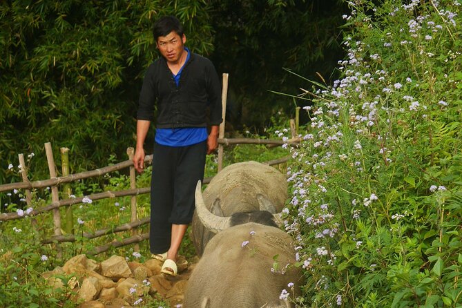 2D1N Buffalo trek by Hmong Sister House and Trekking - Who This Buffalo Trek Is For (And Who Might Skip It)