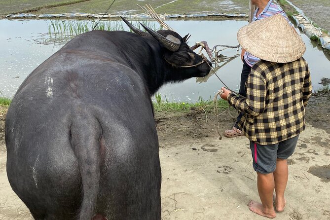5-Hour Discovery Countryside by Cycling, Buffalo and Basket Boat - Water buffalo time: riding and feeding with a calm vibe