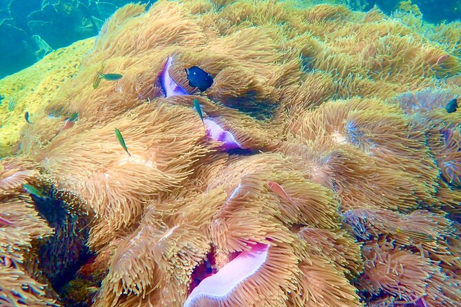 Amazing private snorkeling tour in An Thoi islands by speed boat - Hon Thom: the second snorkeling spot that depends on sea conditions