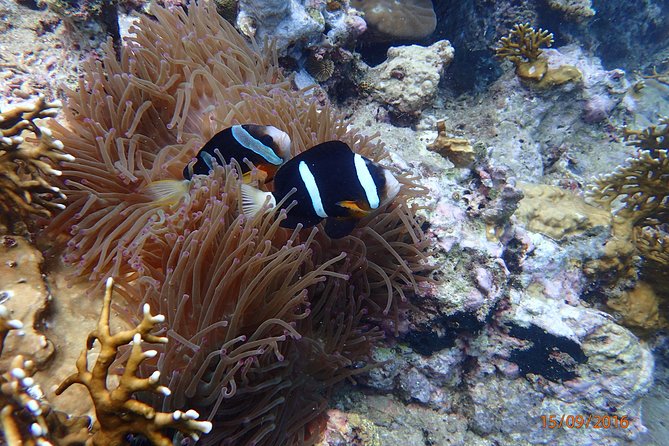 Amazing Snorkeling at Mun Island ( Group Tour ) - Why Hon Mun and Mot Island Work for a Nha Trang Snorkeling Day
