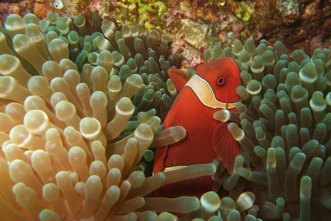 Amazing Snorkeling at Mun Island ( Group Tour ) - Snorkeling Gear and Guide Help: The Difference Between Fun and Frustration