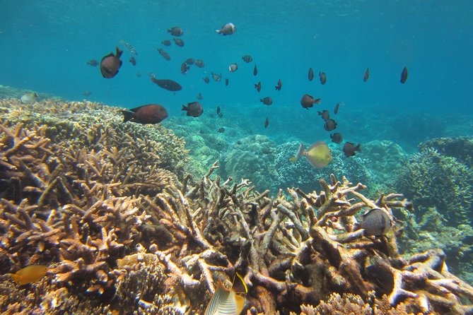 Amazing Snorkeling at Mun Island ( Group Tour ) - Group Size, Comfort, and the Reality of a Shared Boat
