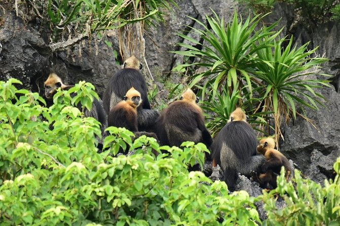BEST UNIQUE 3-Day Halong Bay Cruise, Lan Ha & Cat Ba Island - Guides, group size, and communication that actually helps