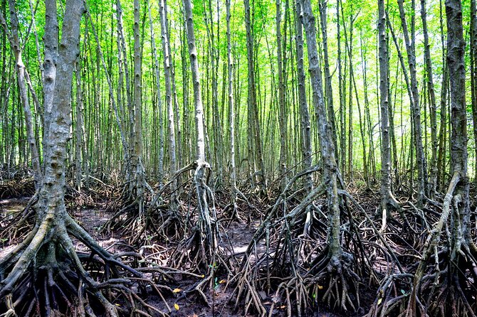 Can Gio Mangrove Forest 1 day tour - 30th April Beach and pool time: your recovery window