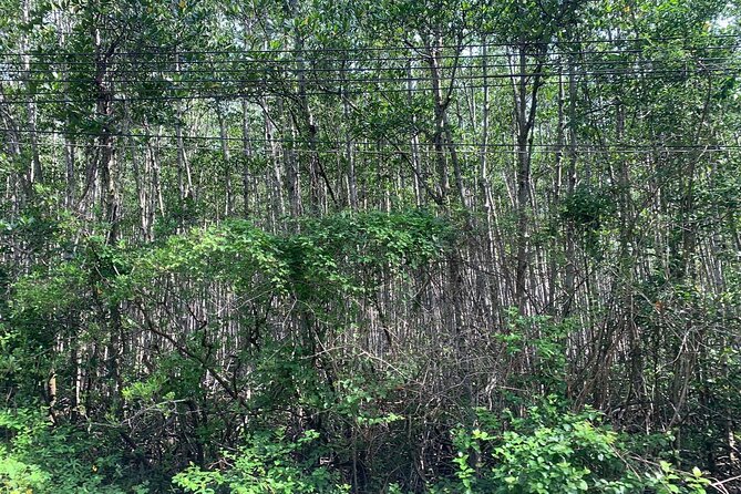 Can Gio Mangroves - Monkey Island by Motorbike and Scooter - Who this tour suits best, and who might want a different plan