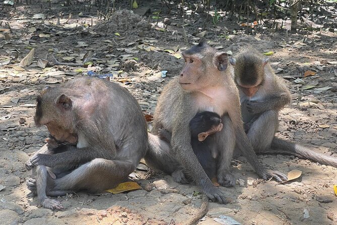 Can Gio Mangroves - Monkey Island by Motorbike and Scooter - Monkey Island: monkeys first, war stories second