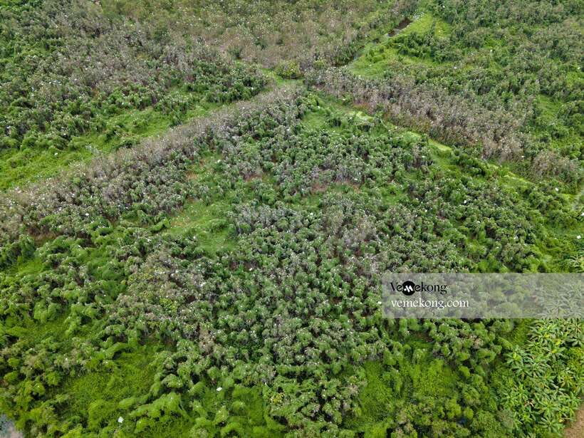 Can Tho: Lung Ngoc Hoang Nature Reserve & Forest Tour - The 25-meter tower view and the seasonal rice field moments