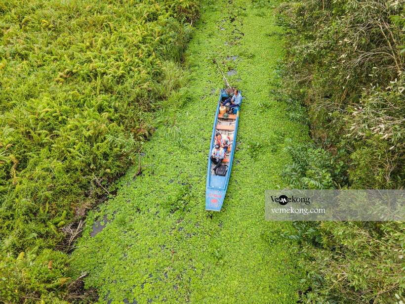 Can Tho: Lung Ngoc Hoang Nature Reserve & Forest Tour - The giant ficus microcarpa tree, plus war-era stories