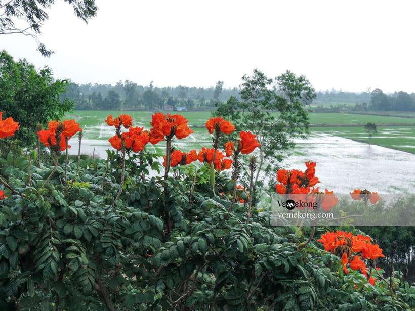 Can Tho: Lung Ngoc Hoang Nature Reserve & Forest Tour - Timing, pacing, and why morning vs afternoon can change the feel