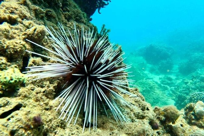 Cham Island Snorkeling Daily Group Tour, Sunbathing, nice beaches - Seafood lunch that feels local, not cafeteria-like