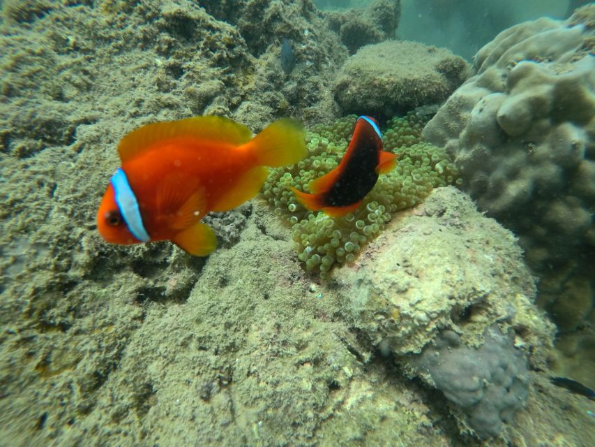 Cham Island: Underwater Walking & Snorkeling Tour - Price Value At About $68: Is It Worth It?