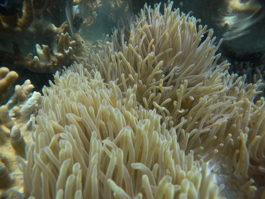 Cham Island: Underwater Walking & Snorkeling Tour - Safety, Health Checks, And Who This Suits