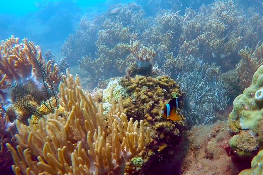 Cham Island: Underwater Walking & Snorkeling Tour - Gear, What To Bring, And Small Details That Make Or Break Comfort