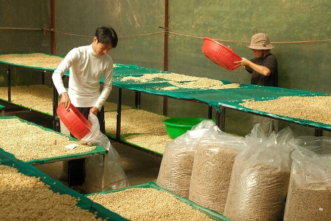 Coffee Farm Tour with Roasting & Tasting Workshop - Da Lat - Your roast and tasting workshop: brew your own cup on site
