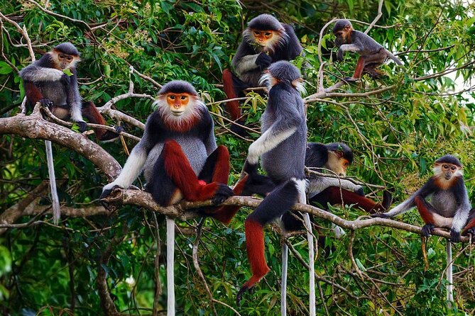CUC Phuong National Park One Day Small Group - A Full Day From Ninh Binh: Pickup, Drive, and Timing