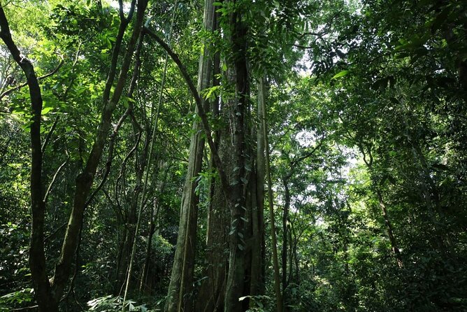 Cuc Phuong National Park Private Day Tour: Trekking & Primates - Động Người Xưa (Cave of Pre-historic Man): limestone, excavation, and scale