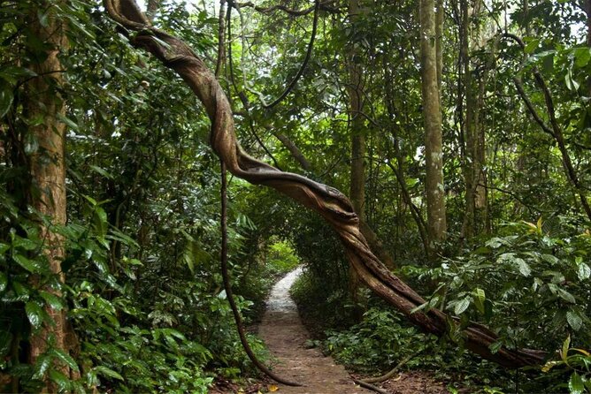 Cuc Phuong National Park Private Day Tour: Trekking & Primates - Price and value: what $99 buys you in real-world terms