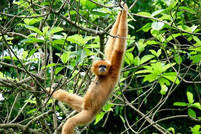 Cuc Phuong National Park Private Day Tour: Trekking & Primates - Thousand Year Old Tree area and jungle lunch at a stilt house