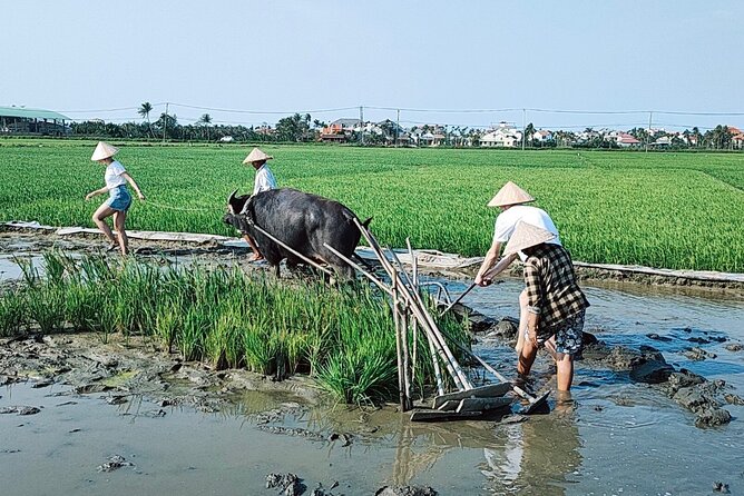 Cycling, Buffalo, Basket Boat ride in Hoi An - A fisher family stop with coconut jam and tea