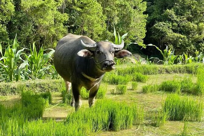 Da Lat Easy Rider- Motorbike Tour- Countryside & Homemade Cooking - Linh An Pagoda and the hilltop view plan when Elephant Waterfall is limited