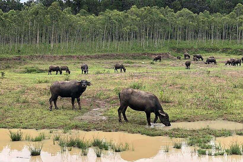 Da Lat Loop Tour On Private Car - Viet and Tom: The Team Behind the Day