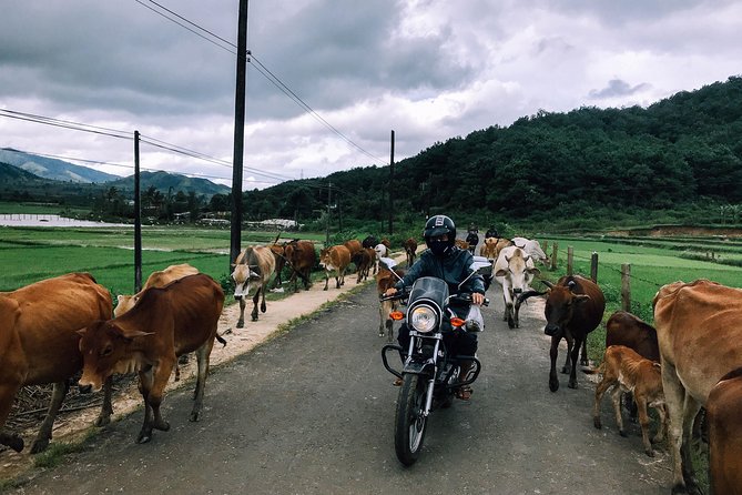 Da Lat's Countryside & Waterfalls Day Tour by Motorbike - Key highlights you should care about