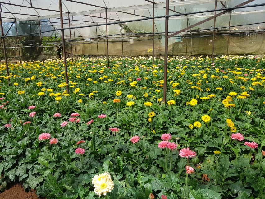 Dalat: Countryside Tour with Silk Village & Elephant Falls - Key points