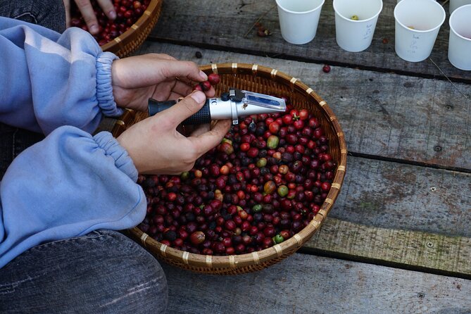 Dalat's countryside|Coffee Plantations Tour beyond Elephant falls - Getting to Tam Trinh Coffee Experience in Lam Ha, Lam Dong