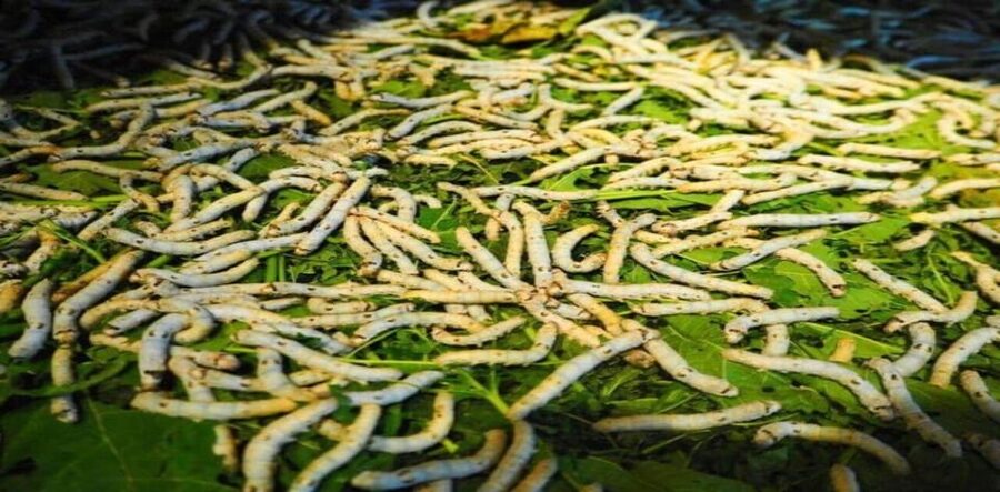 Discover Traditional Silk Process in Hoi An Silk Village - Key points worth knowing before you go