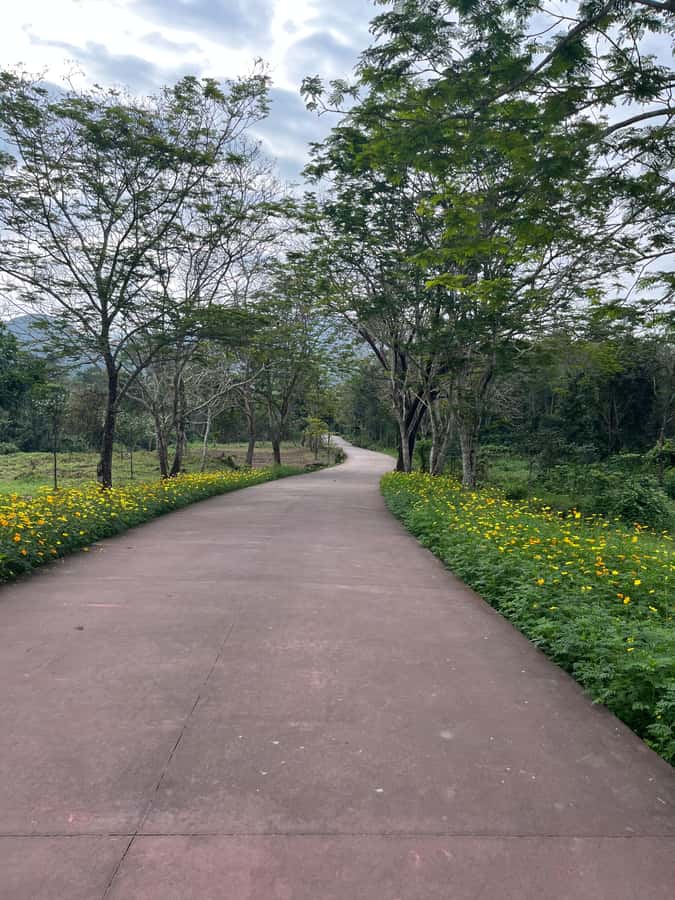 Early My Son tour/transfer to avoid crowd and the heat - The guided 2-hour temple walk, and what to focus on beyond stone
