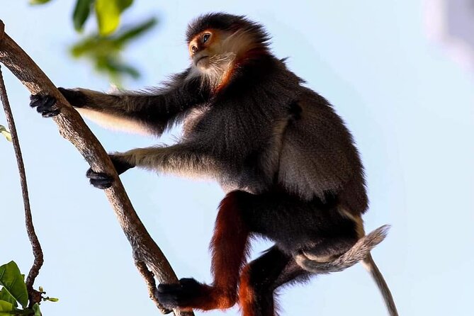 Endangered Monkeys Watching - Red Shanked Douc Langurs - Quick takeaways before you go