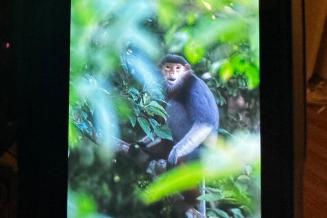 Endangered Monkeys Watching - Red Shanked Douc Langurs - Monkey Mountain and the chance for a secret beach stop