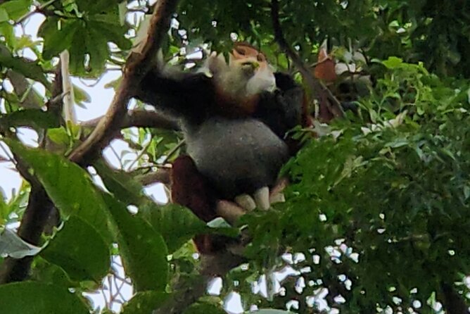 Endangered Monkeys Watching - Red Shanked Douc Langurs - Price and value: is $57.38 a fair deal for Son Tra