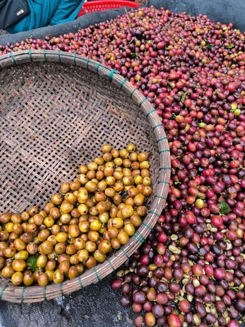 Experience specialty coffee with sustainable coffee farmers - Key Things You’ll Love About This Coffee Tour