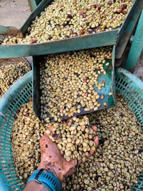 Experience specialty coffee with sustainable coffee farmers - Practical Stuff Before You Go: What to Bring and Where to Meet