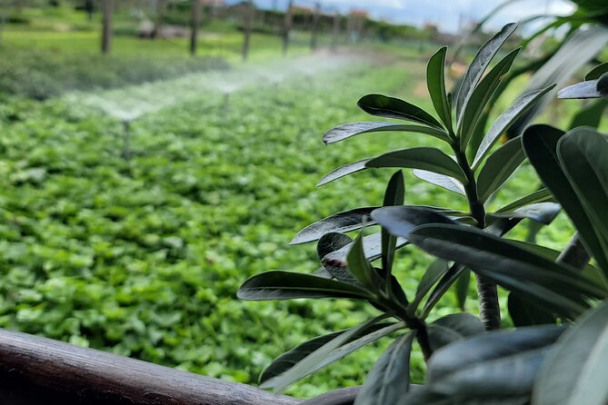 Explore Hoi An ancient town and local villages with a local guide - Night Market shopping and street food, then Cao Lau or chicken rice for dinner