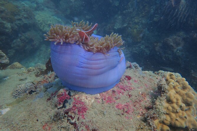 Explore Nha Trang Bay: Half-Day Snorkeling Adventure Tour - Two reef stops in Nha Trang Bay: Hon Mun, Hon Tam, and Hon Tre