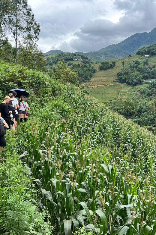 Explore Sapa by TrekkingAdventures, Mountain,Rice fields - Should you book this one day Sapa trek?