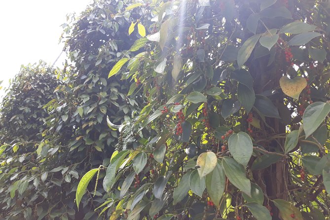 Explore the north of Phu Quoc island by private US Army Jeeps - The Morning Pepper Farm Stop at Vườn Tiêu Hai Dương