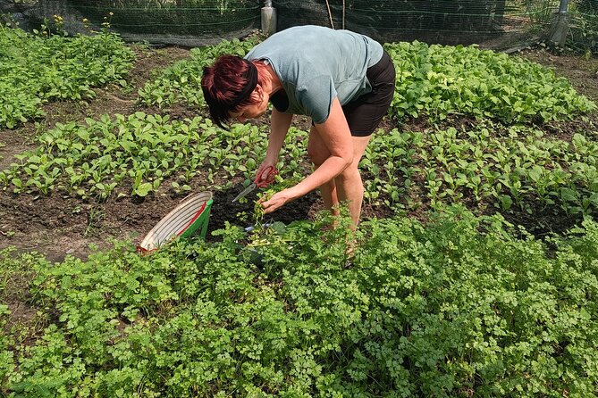 Exploring organic farm & Vietnamese Culinary with Master chef - On the farm: harvesting herbs and learning what organic care looks like