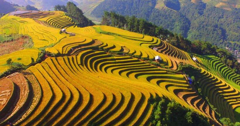 From Hanoi: 1-day Sapa Trekking Tour With Overnight Bus - Y Linh Ho to the Muong Hoa Valley: Rice Terraces in Motion