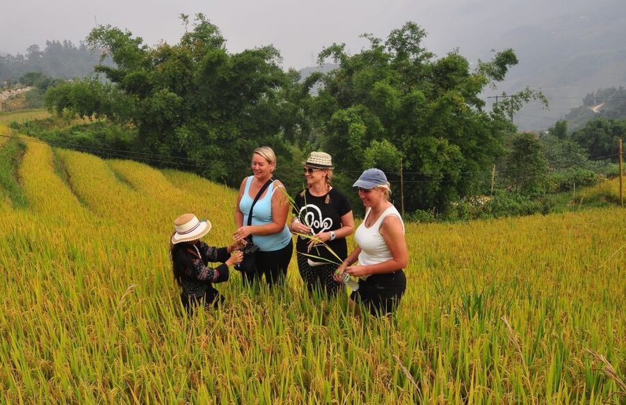 From Hanoi: Explore Sapa 2-Day Tour - Rice terraces and seasonal reality in Muong Hoa Valley