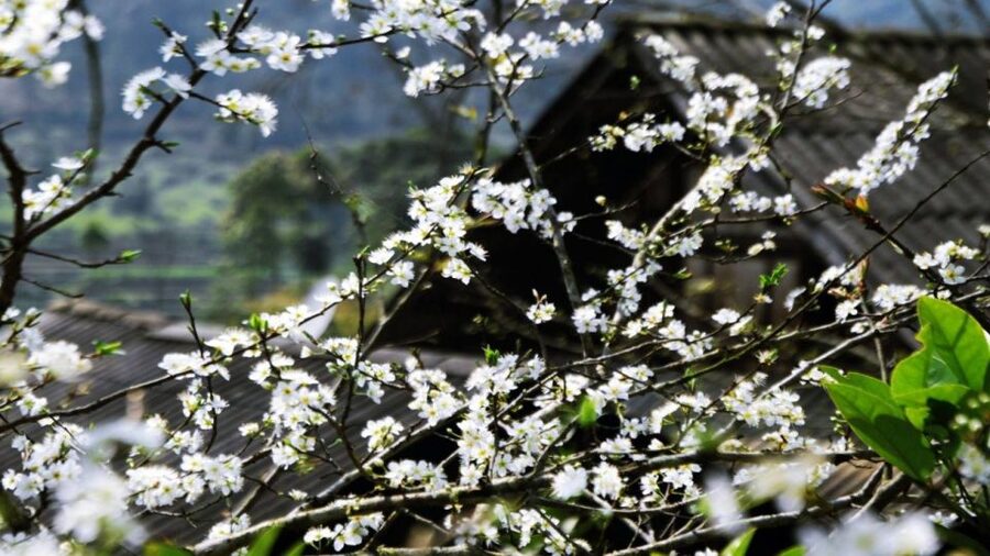 From Hanoi: Sapa 3-Day Medium Trek and Limousine Trip - The guide is the difference maker, from Jo to Ai to May