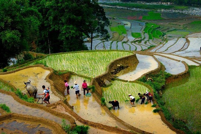 From Hanoi: Sapa Real Experience 2-Day 1 Night at Ethnic Homestay - Day 1 in Ta Van Village: welcome, dinner duty, and a family house that feels real