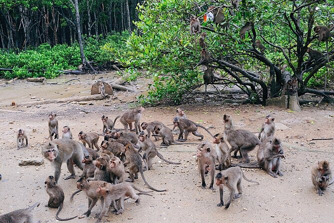 From Ho Chi Minh: Can Gio Trek – Monkey Island & Crocodile Farm - Rung Sac Military Base: war-era context in mangrove country