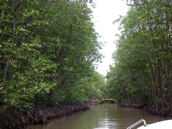 From Ho Chi Minh: Can Gio Trek – Monkey Island & Crocodile Farm - Timing, pickup, and how the logistics actually play out