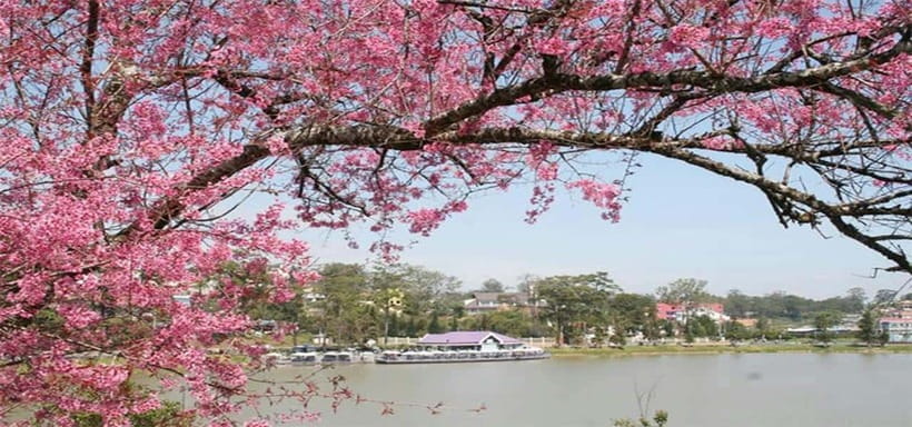 From Nha Trang: Best Seller Top Site Luxury Da Lat City Trip - Bao Dai King Palace: where Vietnam’s last emperor lived